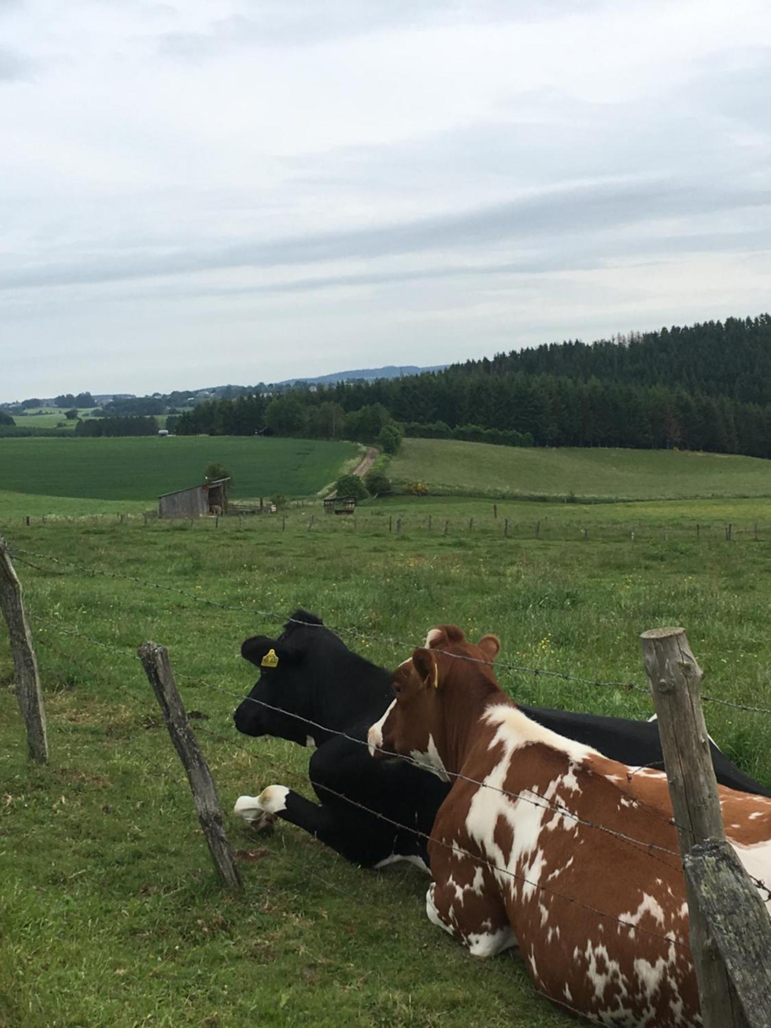 Paulis Cozy 4-Bedroom Vacation Home - With 4 Bathrooms Sun Terrace & Sauna, Nice To Hike & Bike, To Chil & Meet Büllingen Exterior foto